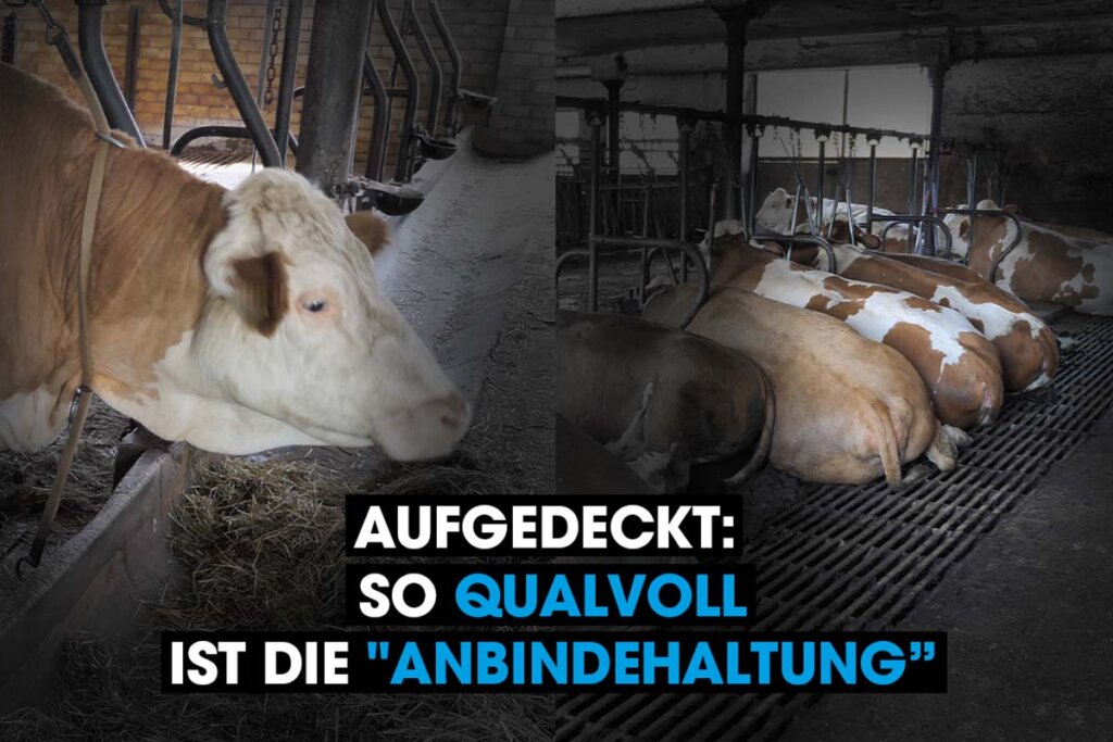 Kuehe in Anbindehaltung.