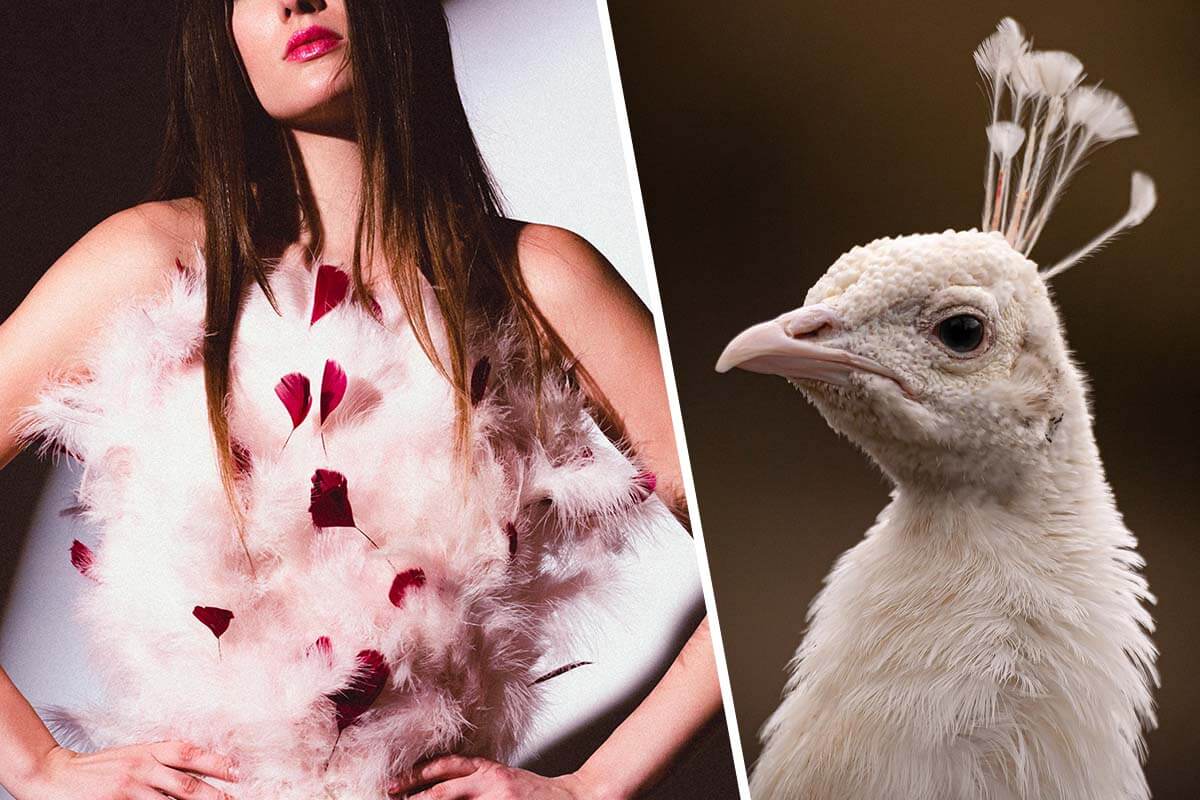 Mode mit Federn: Werden Vögel für die Herstellung von Federkleidern getötet?