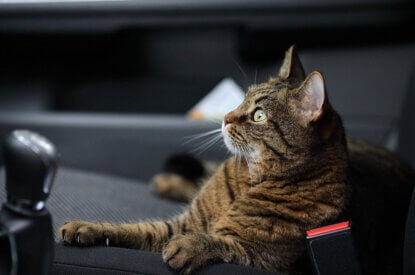 Grau getigerte Katze liegt im Auto auf dem Beifahrersitz.