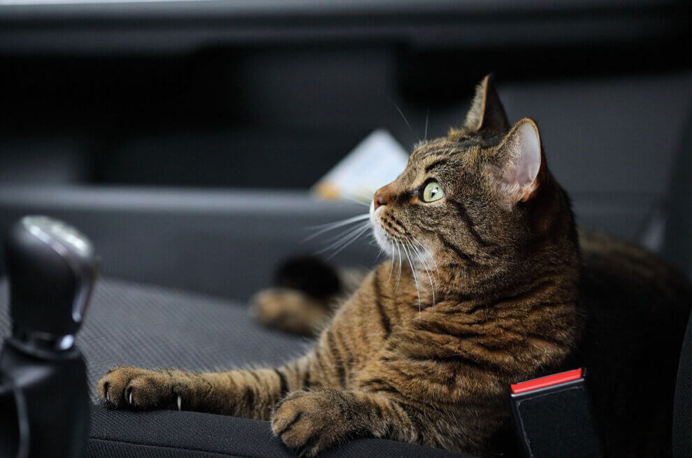 Grau getigerte Katze liegt im Auto auf dem Beifahrersitz.
