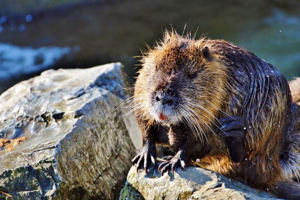 Ein nasses Nutria sitzt auf einem Felsvorsprung.