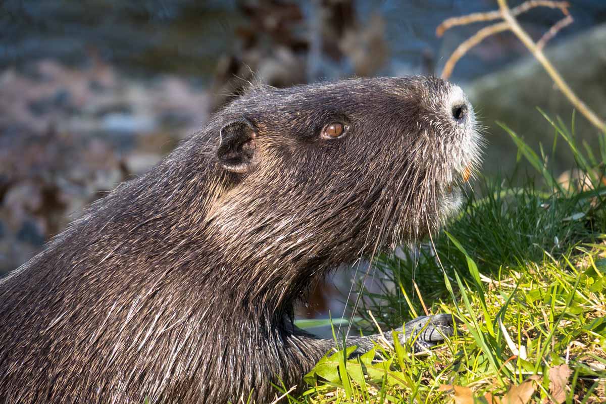 Ein Nutria laeuft auf einer gruenen Wiese.