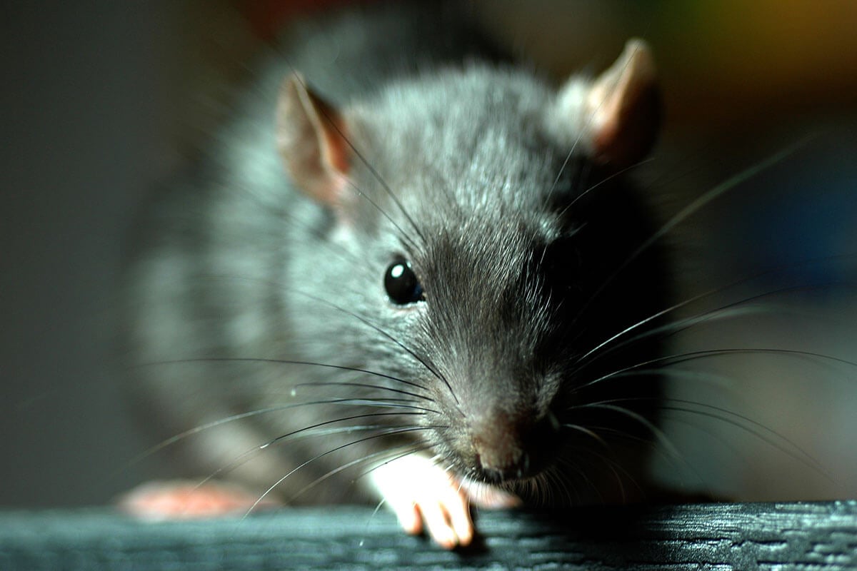 Die Ratte: 9 faszinierende Fakten über Ratten
