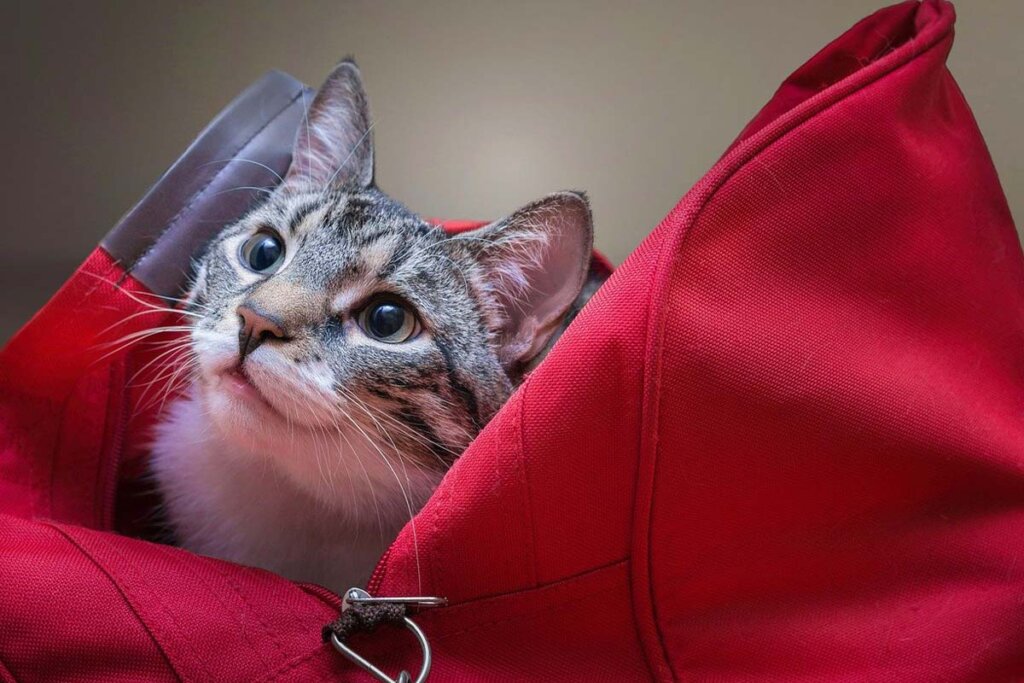 Eine grau melierte Katze sitzt in einer roten Sporttasche.