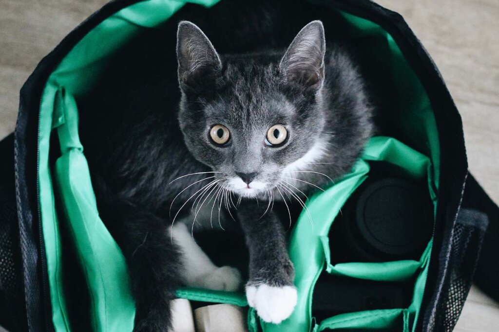 Graue Katze mit weissen Pfoten sitzt in einer gruen-schwarzen Tasche.