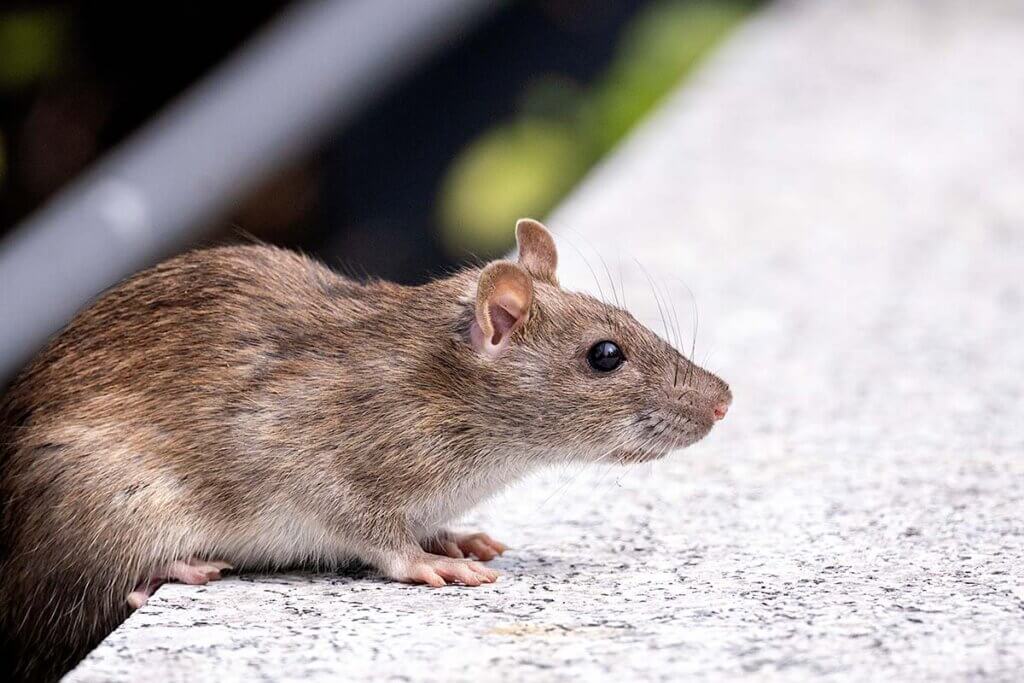 Ratte am Bürgersteig.