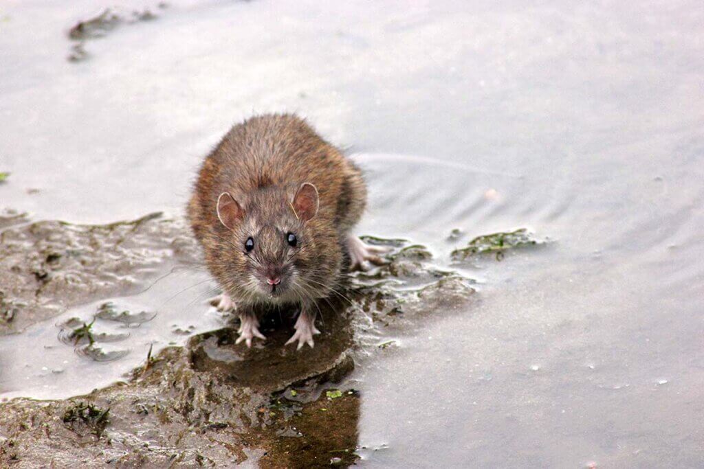 Ratte steht im Wasser.