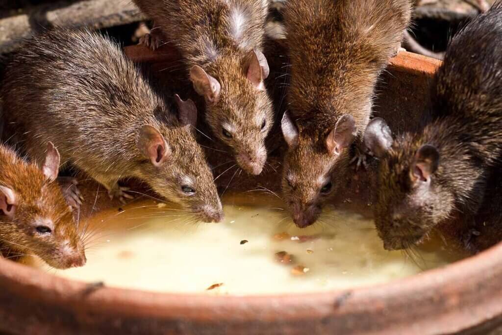 Ratten trinken aus einer Schale.