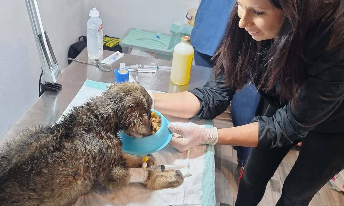 Kleiner brauner Hund wird auf einemmedizinischem Tisch gefuettert.