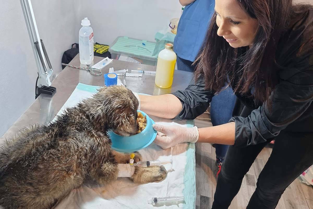 Kleiner brauner Hund wird auf einemmedizinischem Tisch gefuettert.