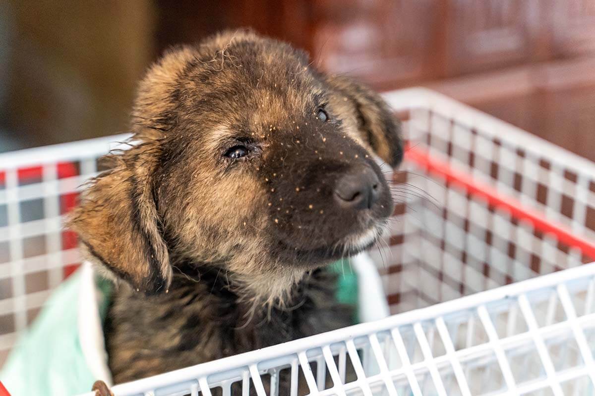 Der schicksalhafte Fund von Welpe Hope | PETA HELPS ROMANIA
