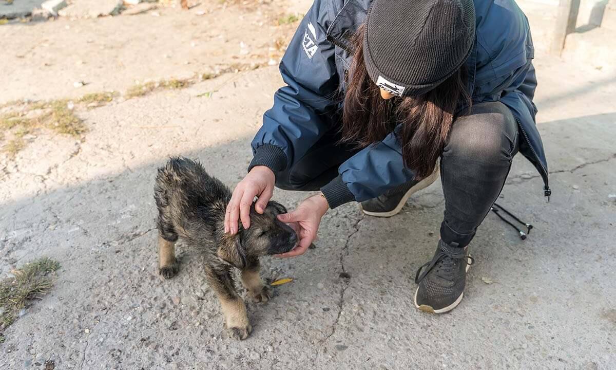 Frau in blauer Jacke streichelt einen kleinen braunen Hund.