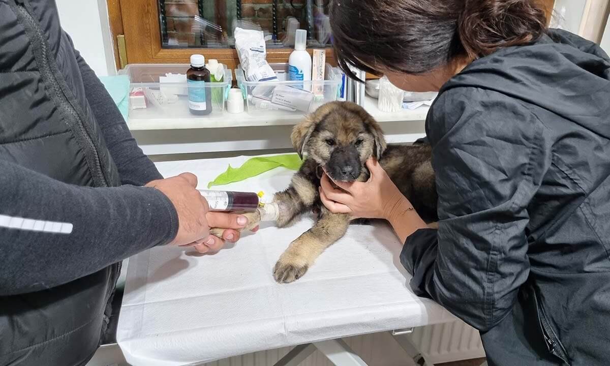 Kleiner brauner Hund wird auf einemmedizinischem Tisch untersucht.