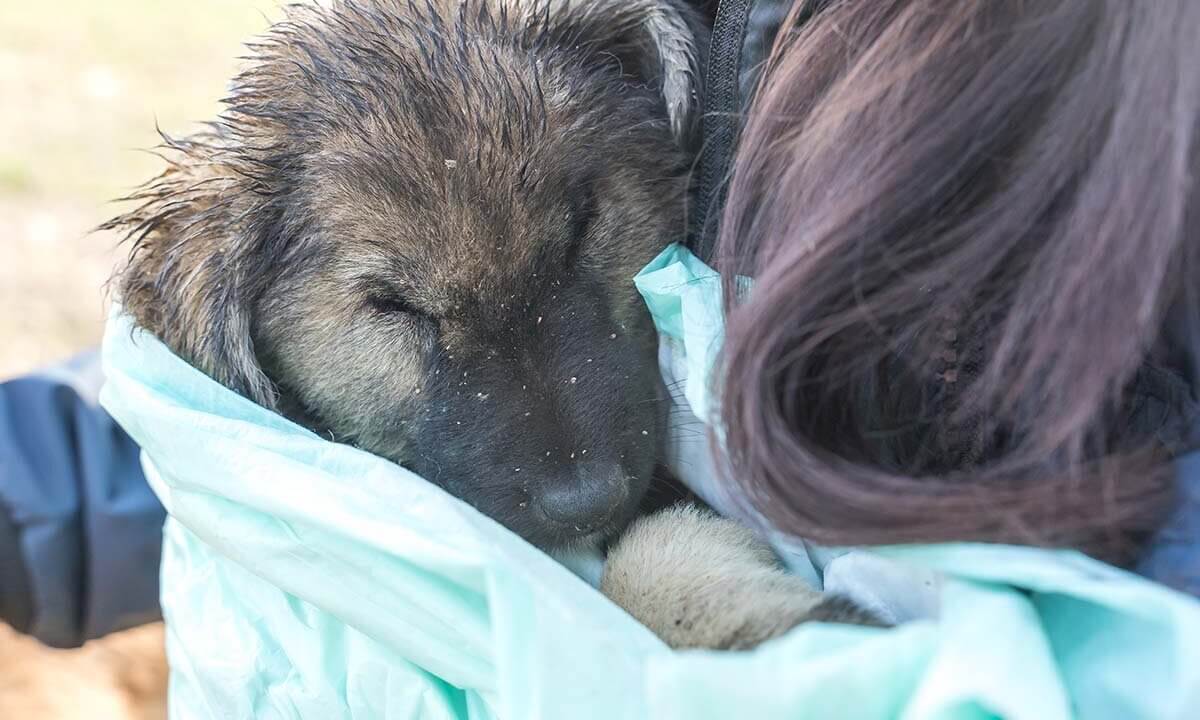 Fra traegt kleinen Hund in einer blauen Decke am Koerper.