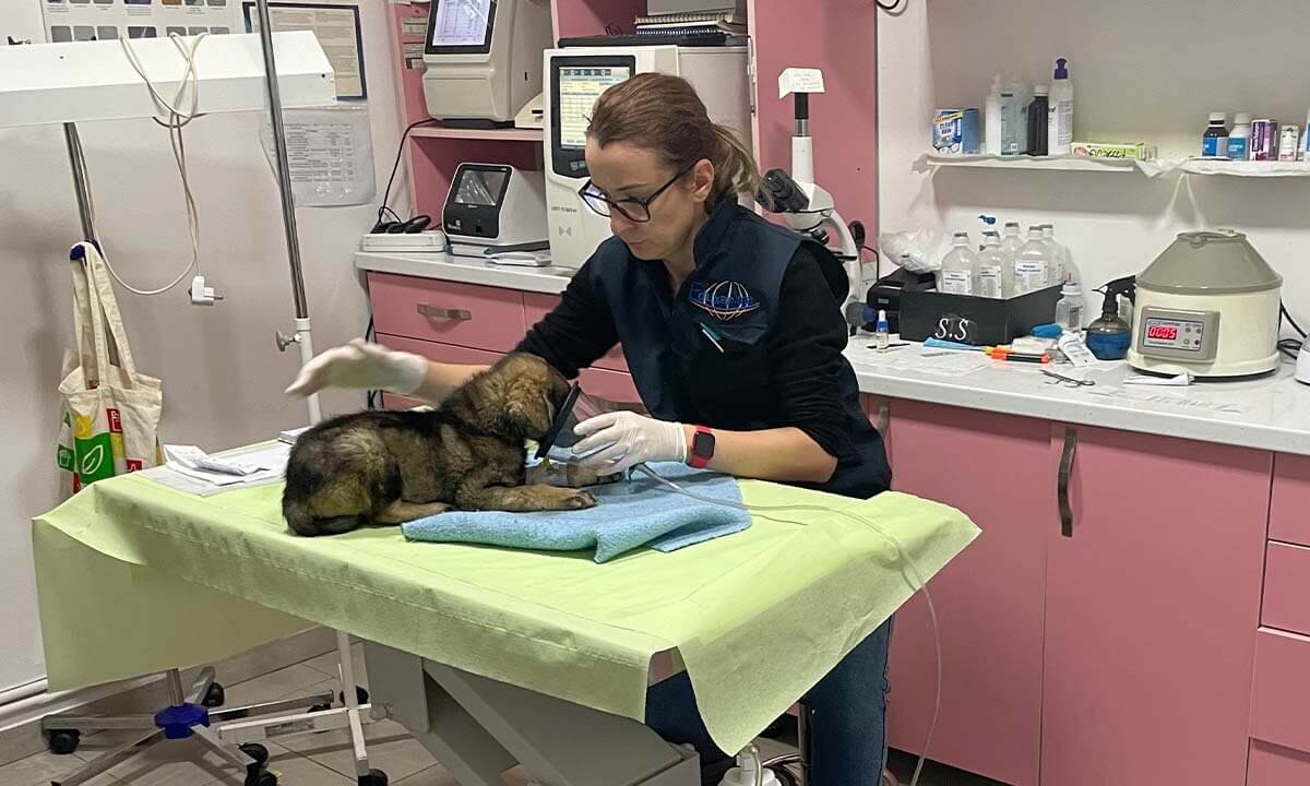 Kleiner brauner Hund wird auf einemmedizinischem Tisch untersucht.