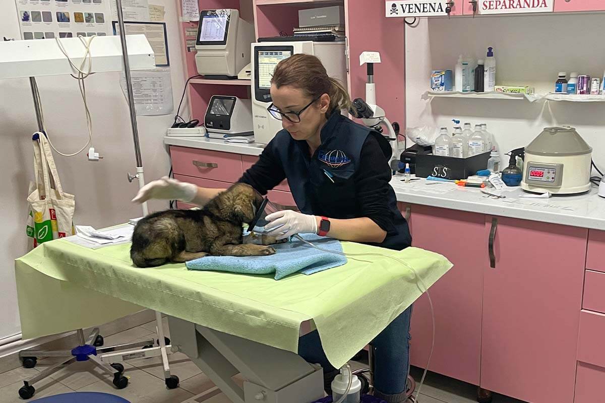 Kleiner brauner Hund wird auf einemmedizinischem Tisch untersucht.