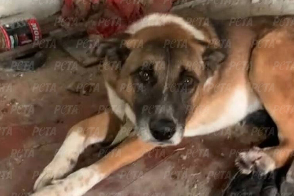 Brauner Hund Hamlet liegt am Boden in einem verwuesteten Zimmer.