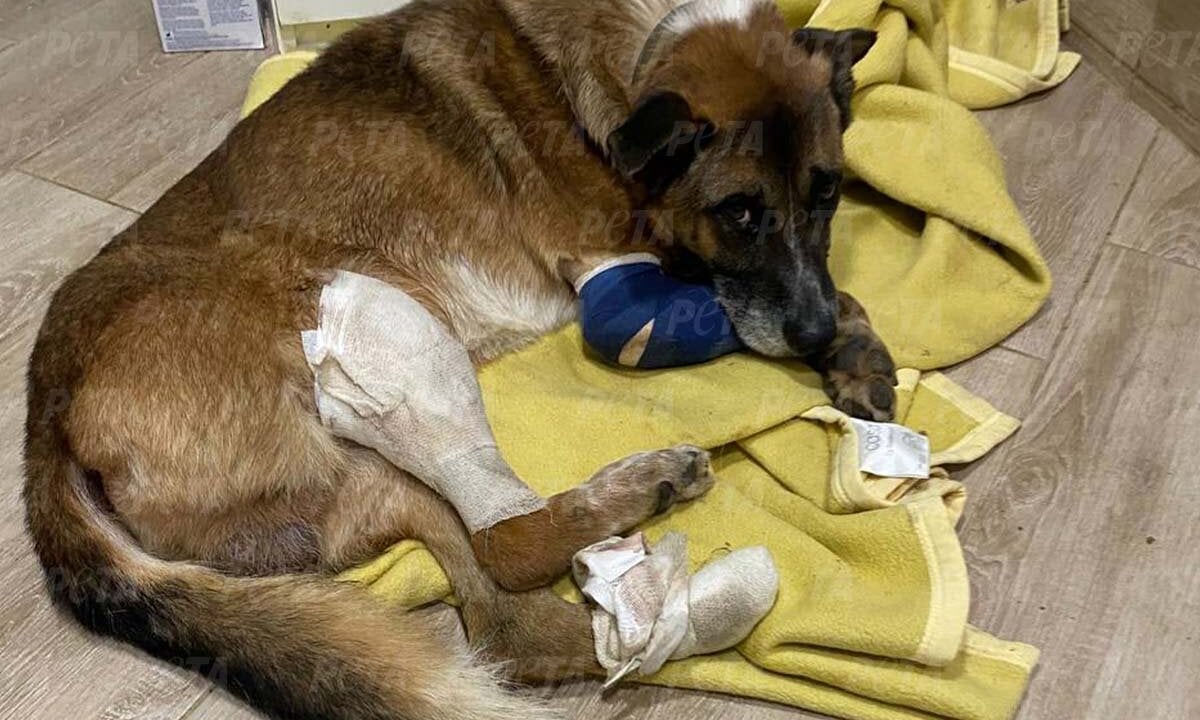 Brauner Hund Hamlet liegt mit Verband am Fuss auf einer gelben Decke.