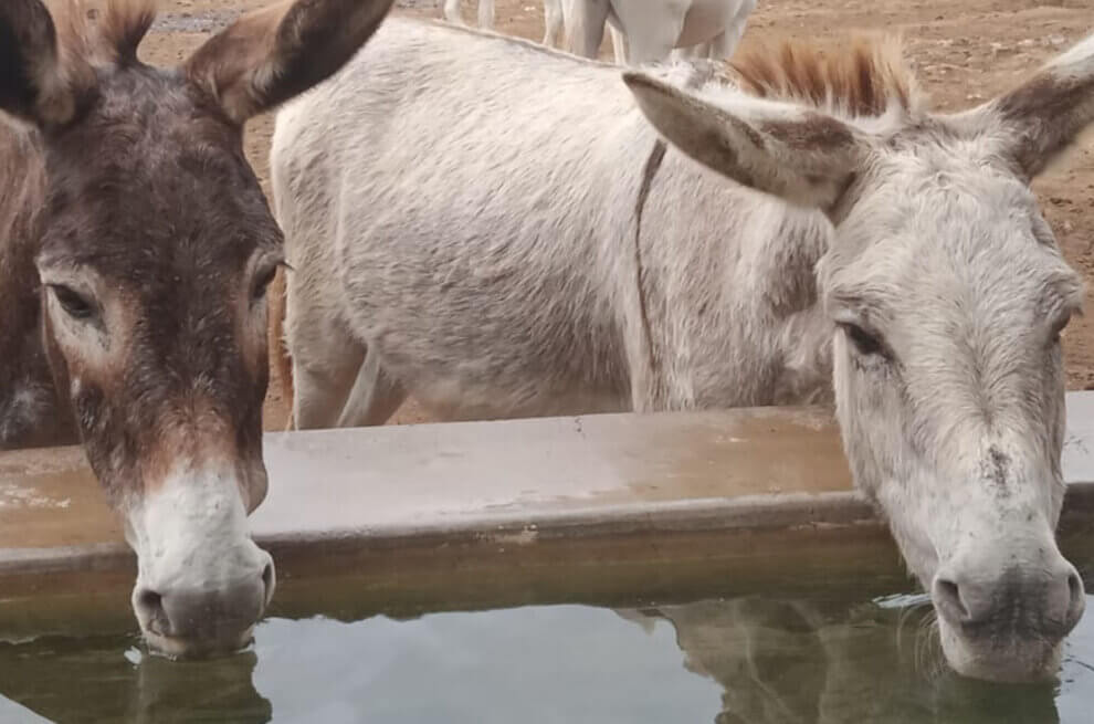 Zwei Esel stehen an einer Traenke und trinken.