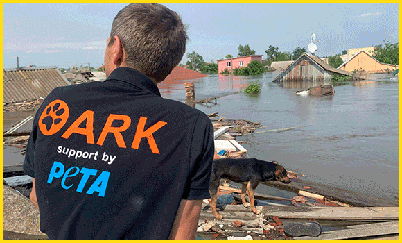 Bilder aus dem zerstörten Gebiet zeigen die Überflutung durch den gebrochenen Staudamm. Viele Gebäude sind kaputt, von den Häusern ist oft nur noch das Dach zu sehen. Darauf haben sich Tiere vor den Überschwemmungen gerettet; Nahrung und Trinkwasser finden sie dort jedoch nicht. Die Rettungsteams sind mit Schlauchbooten unterwegs und suchen nach Hunden und anderen Tieren zwischen den Trümmern.