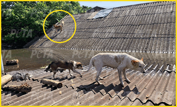 Aufnahmen von unterschiedlichen Tieren, die von Animal Rescue Kharkiv in der Ukraine gerettet werden konnten