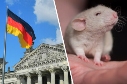 Collage. Links deutscher Bundestag mit Flagge. Rechts eine weisse Ratte.