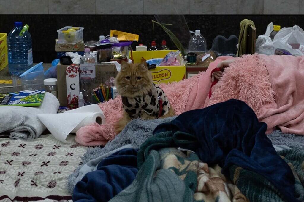 Eine evakuierte Person liegt in einer Decke inmitten von Essen und Getraenken. Eine rote Katze sitzt dazwischen.