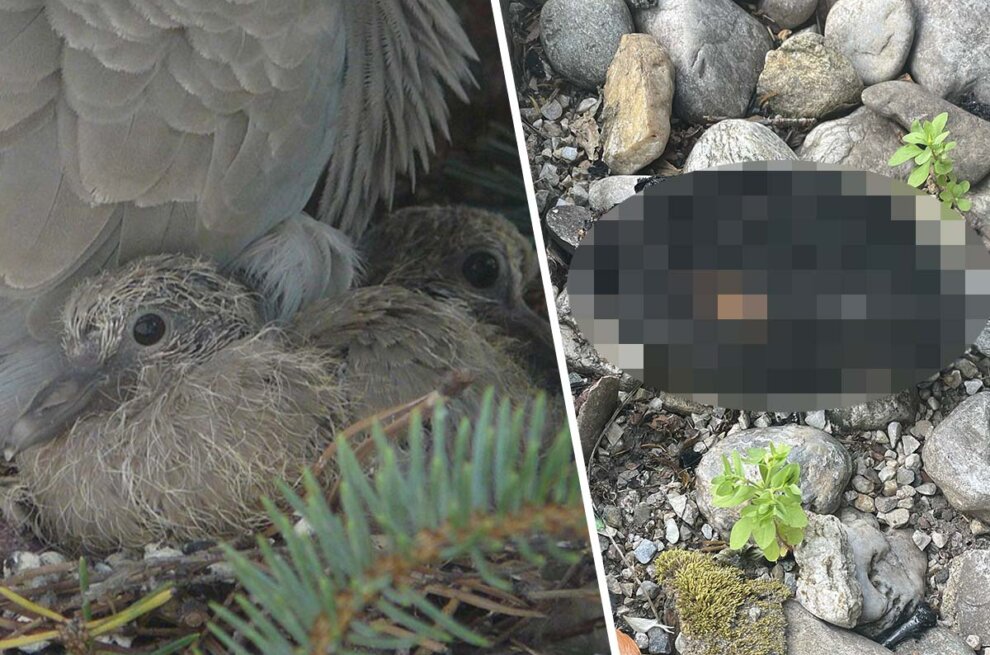 Collage. Links Taube mit Kueken. Rechts verbranntes Kueken, verpixelt.