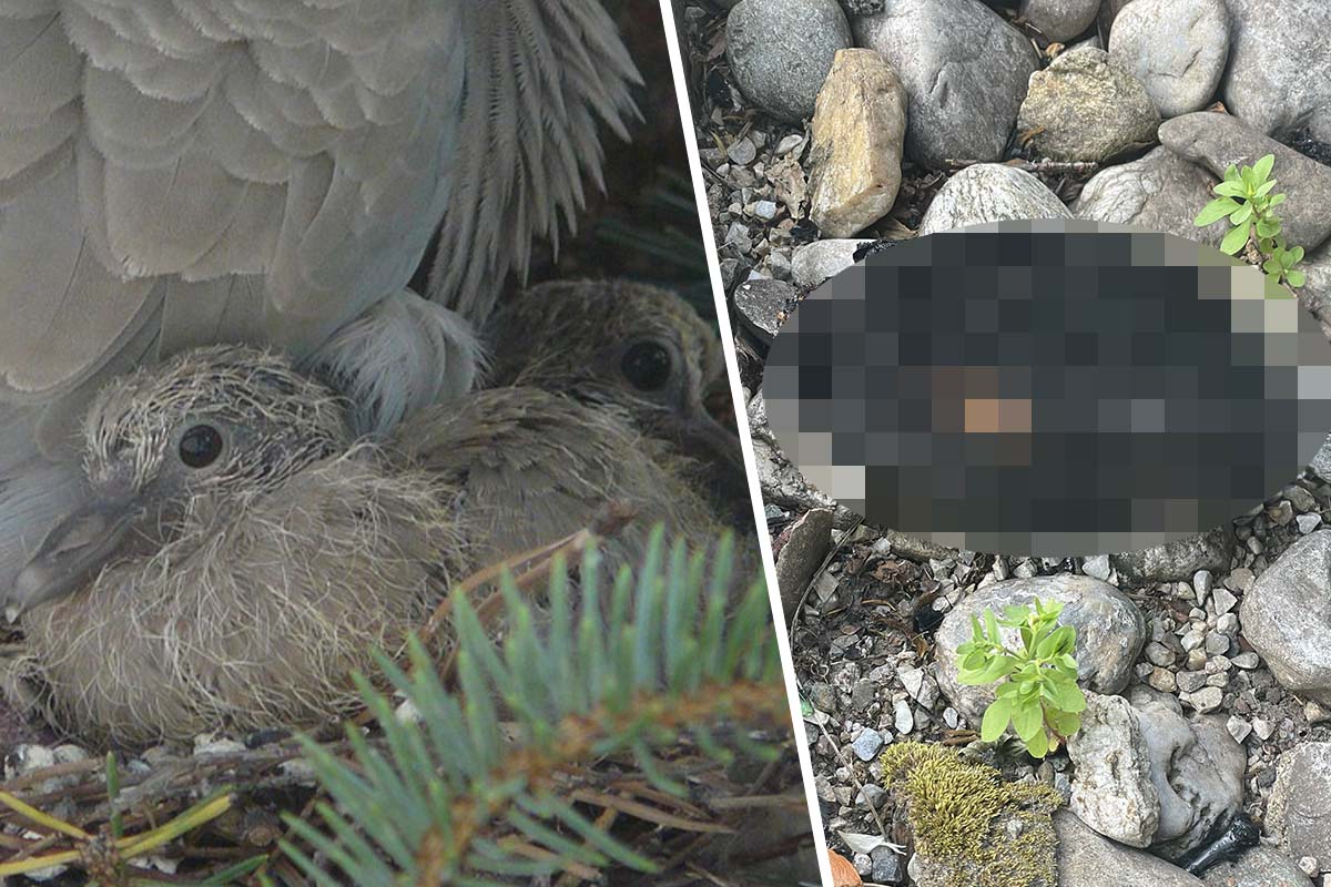 Vor Münchner Einkaufszentrum: Tierquäler:in verbrennt Taubenküken