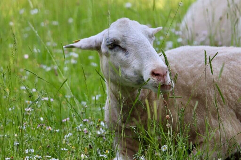 Ein weisses Schaf liegt auf einer Wiese und kaut an Grashalmen.