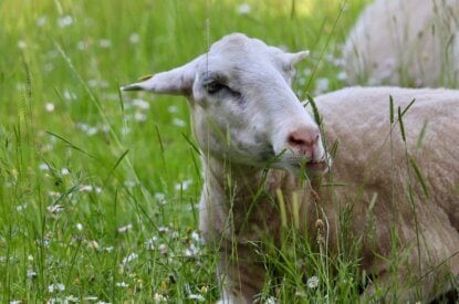 Ackern für die Tiere: Ausstiegsplan für eine tierfreie Landwirtschaft