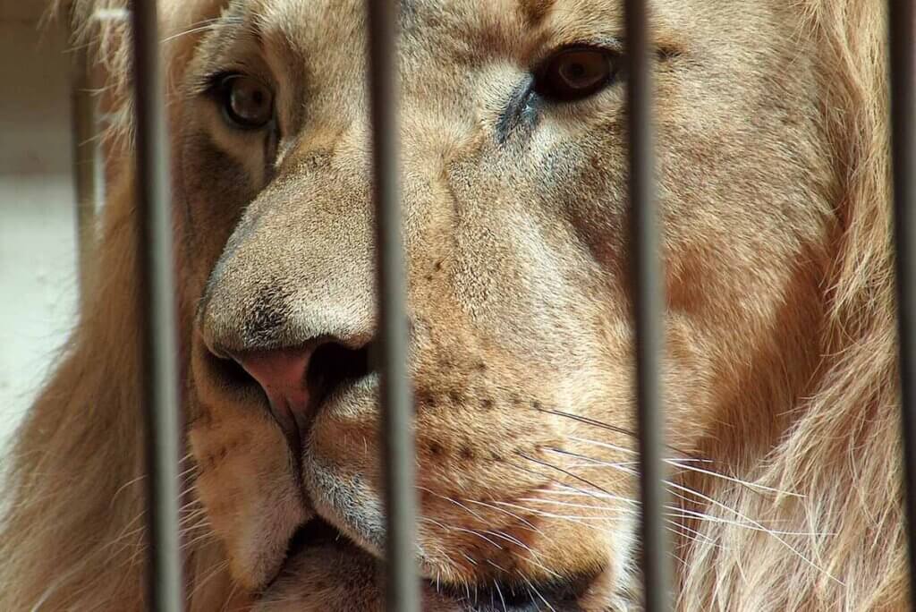 Löwe hinter Gitter