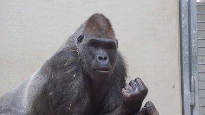 Gorilla mit verletzten Händen