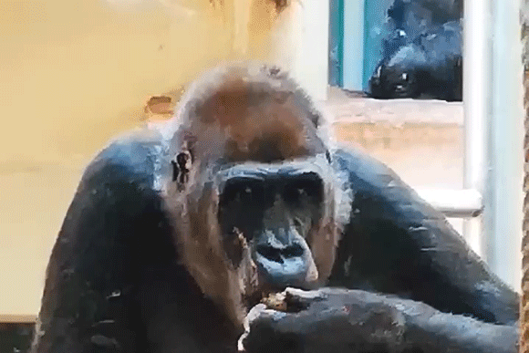 Gorilla isst Exkremente.