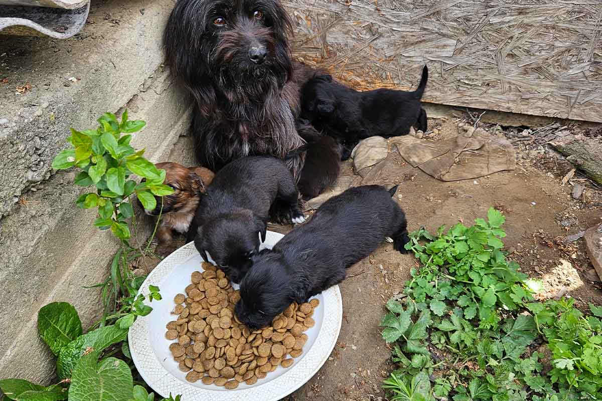 Ein schwarzer Hund und drei schwarze Welpen sitzen an einer Mauer und essen Hundenahrung von einem Teller.