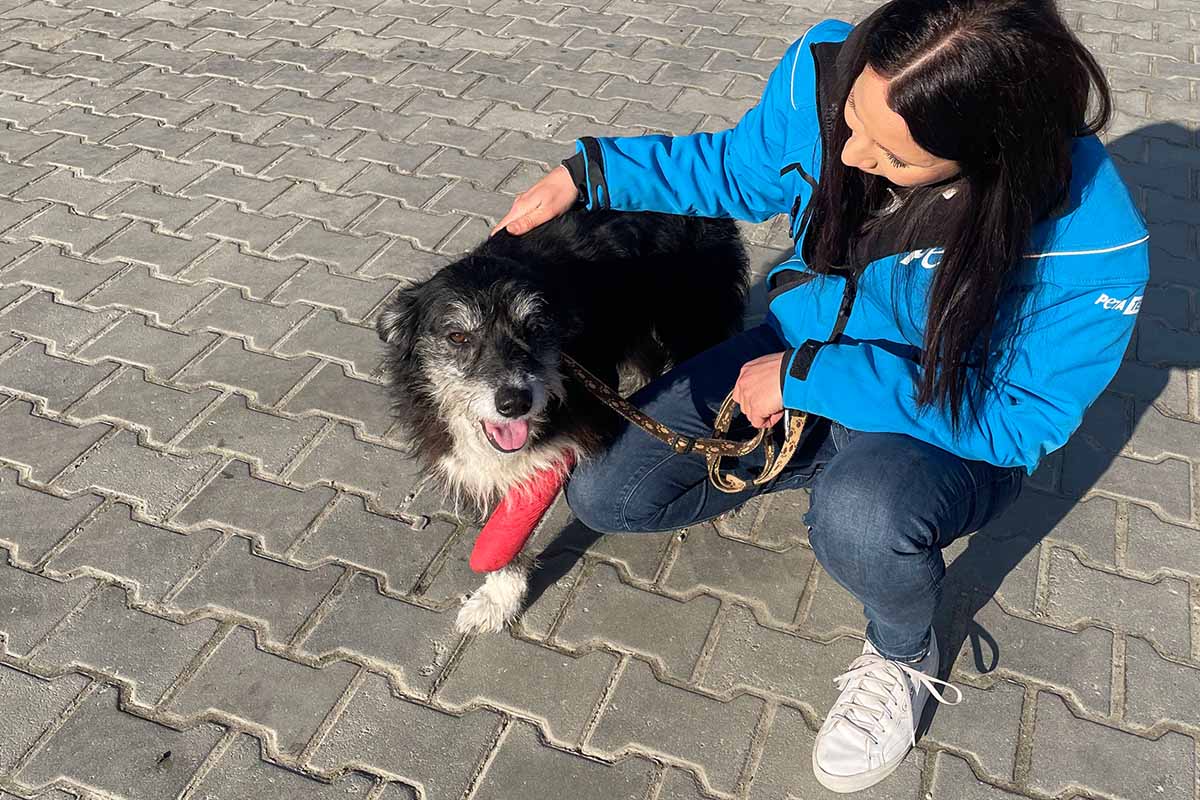 Ein schwarz-weisser Hund mit rotem Gips am Bein wird von einer PETA Mitarbeiterin in blauer Jacke gestreichelt.