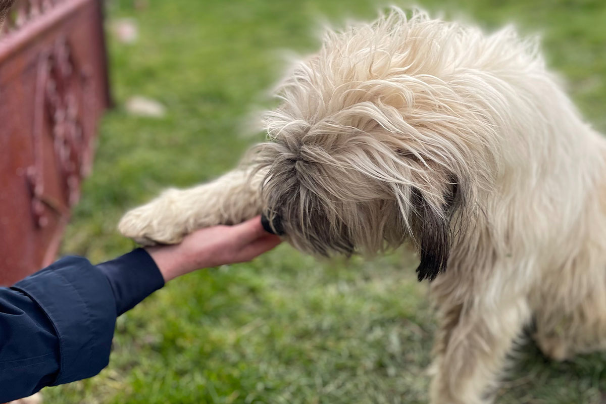 Ein Hund mit zotteligem Fell reicht einem Menschen seine Pfote.