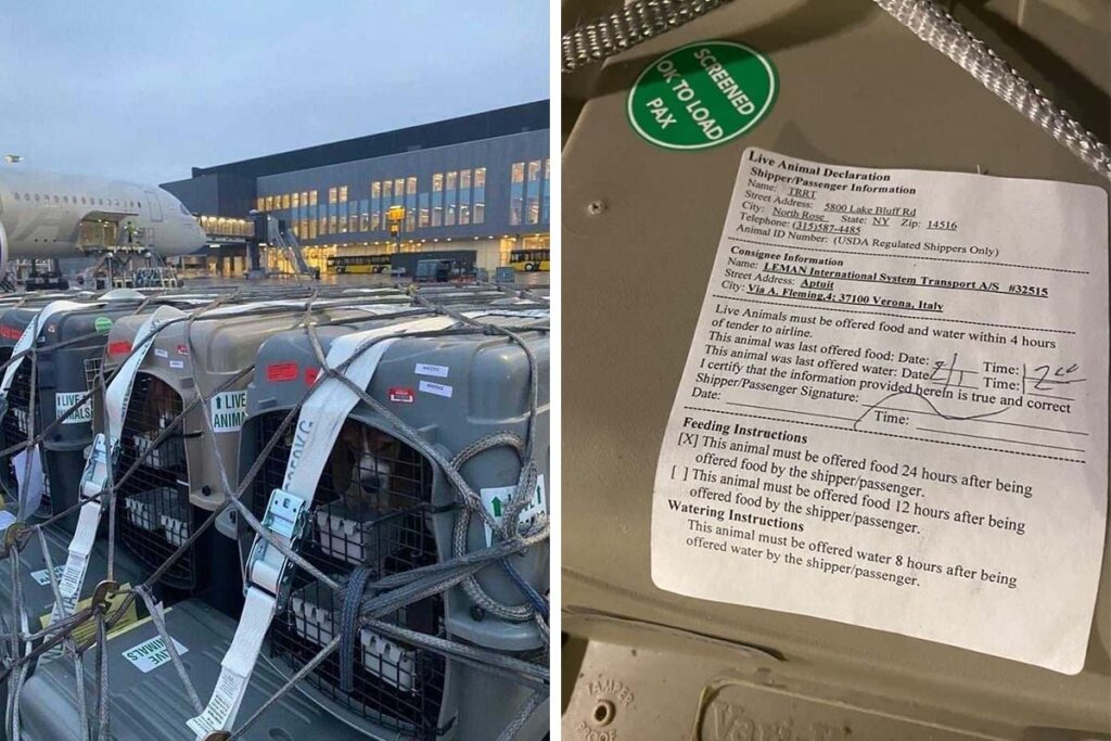 Collage. Beagle in Transportboxen am Flughafen.