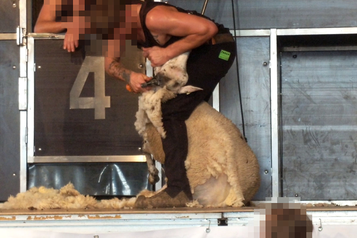 Eine Person steht auf einer Buehne und schert ein Schaf.