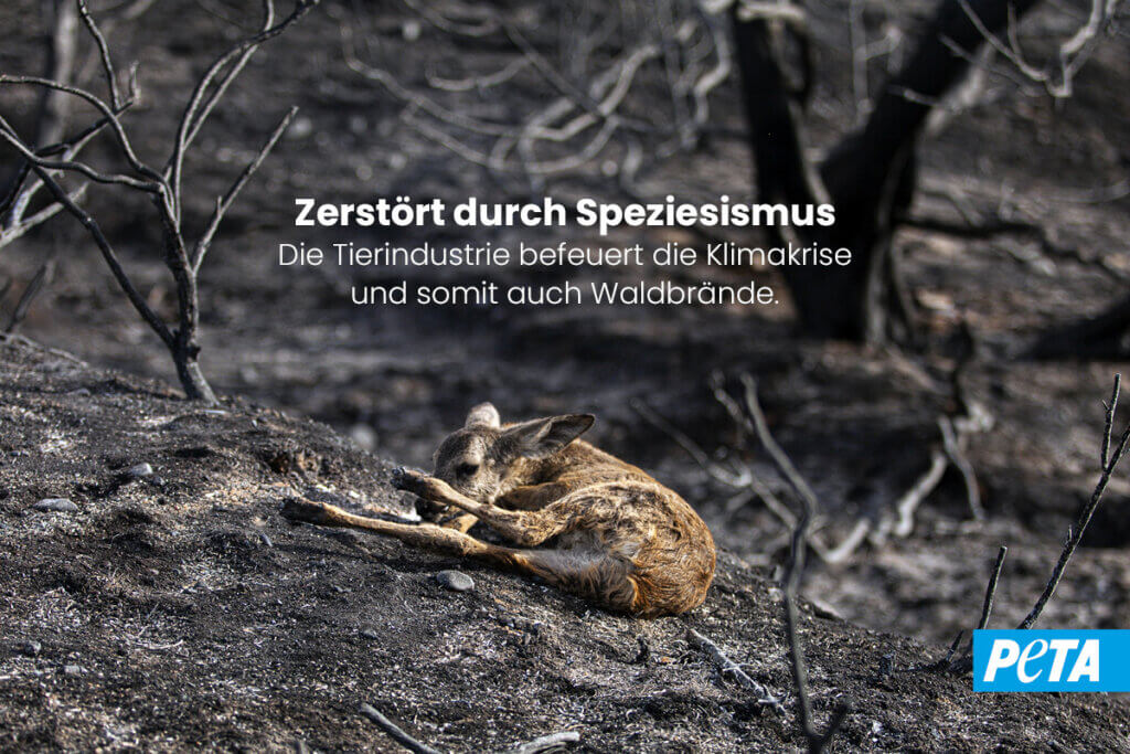 PETA Plakat. Zerstoert durch Speziesismus. Die Tierindustrie befeuert die Klimakrise und somit auch Waldbraende. Motiv ist ein kleines Kitz das in einem verbrannten Wald liegt.