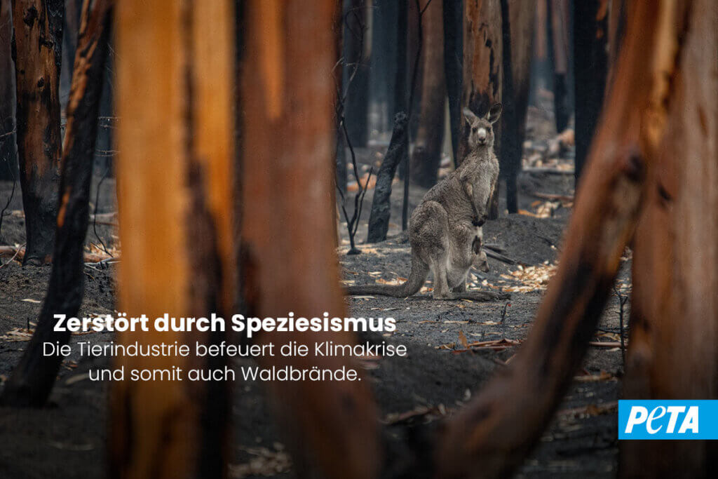 PETA Plakat. Zerstoert durch Speziesismus. Die Tierindustrie befeuert die Klimakrise und somit auch Waldbraende. Motiv ist ein Kaenguru, dass in einem abgebranntem Wald steht.