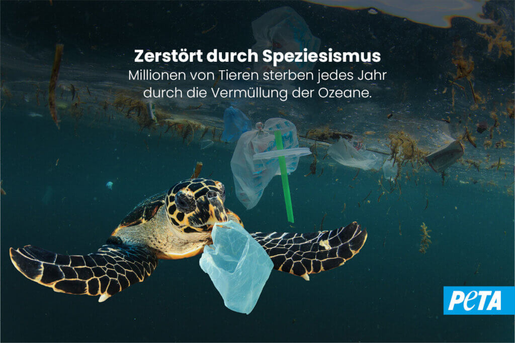 Plastik Im Meer Die Folgen Der Vermüllung Für Umwelt Und Tiere 