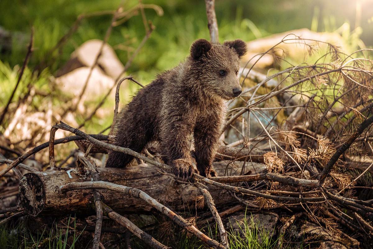 Begegnung mit einem Bären so verhalten Sie sich richtig!