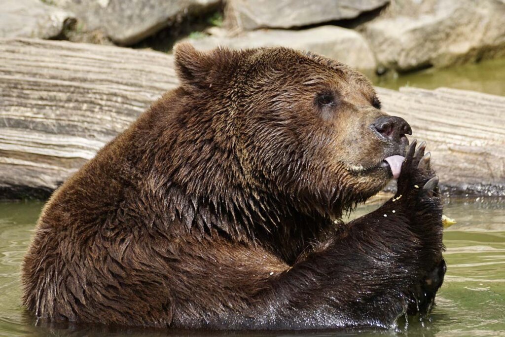 Ein brauner Baer sitzt im Wasser und leckt an seiner Tatze.