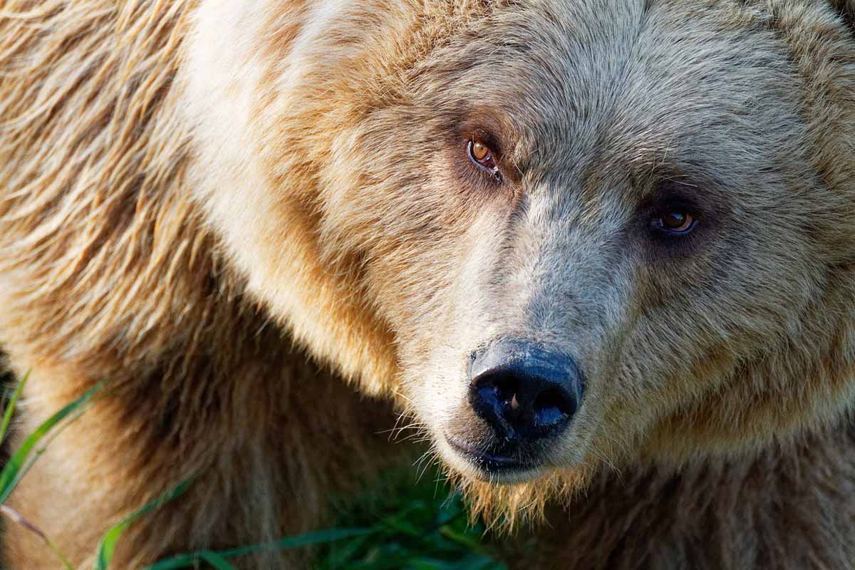 Begegnung mit einem Bären – so verhalten Sie sich richtig!