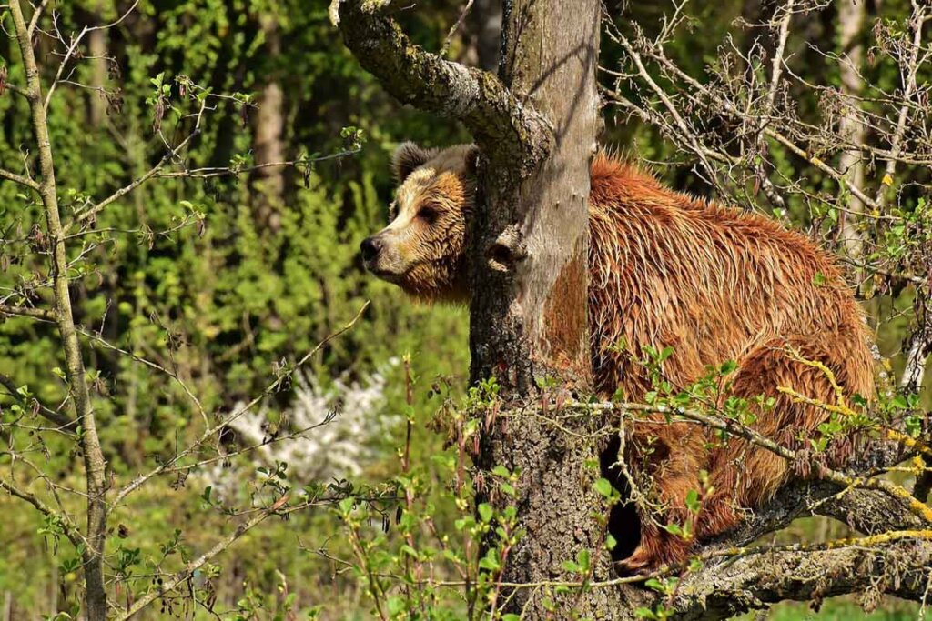 Ein brauner Baer sitzt auf einem Ast eines Baumes im Wald.