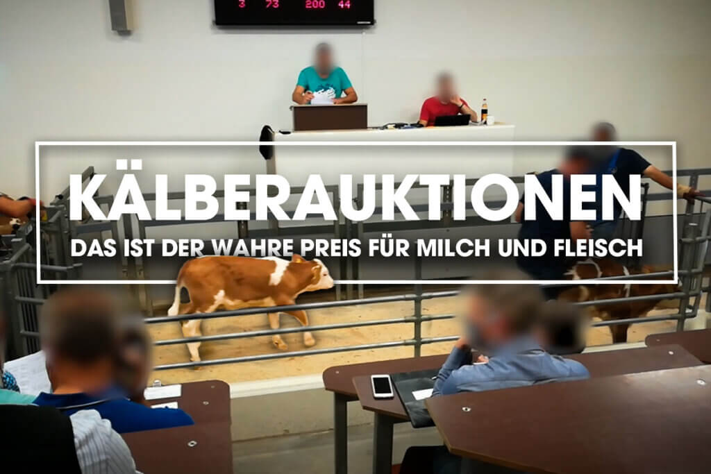 Video Thumbnail. Kalb steht in einer Auktionshalle. TItel: Kaelberauktionen, der wahre Preis für Milch und Fleisch.