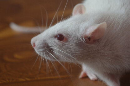Eine weisse Ratte steht auf einem Holztisch.