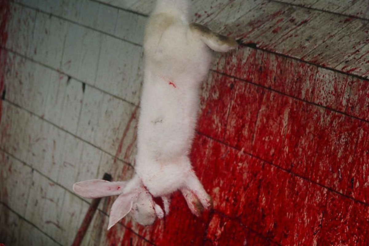 Ein Kaninchen haengt kopfueber zum ausbluten.