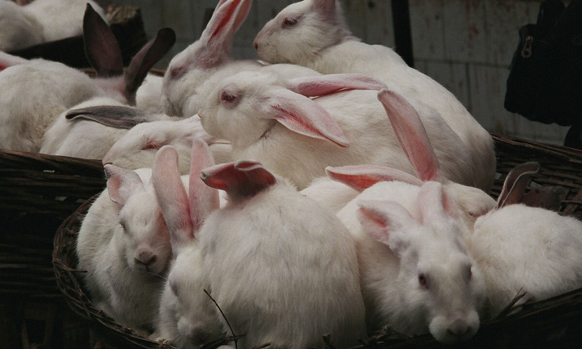 Weisse Kaninchen, die dicht gedrengt aneinander stehen.